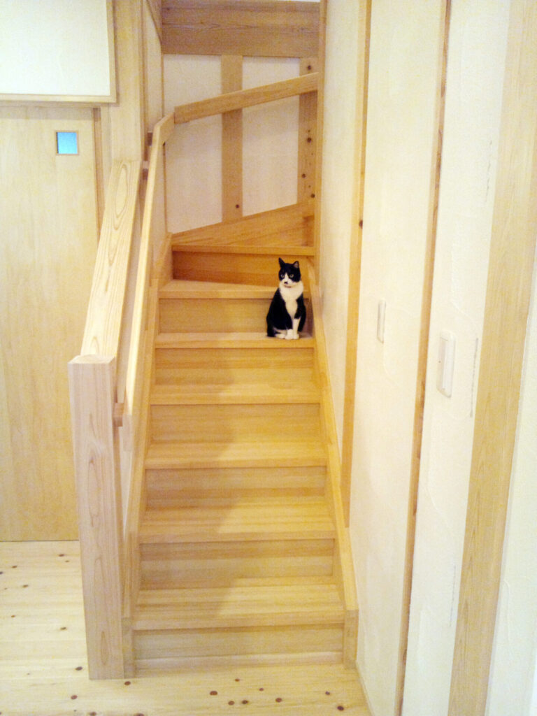 木に包まれた階段と猫